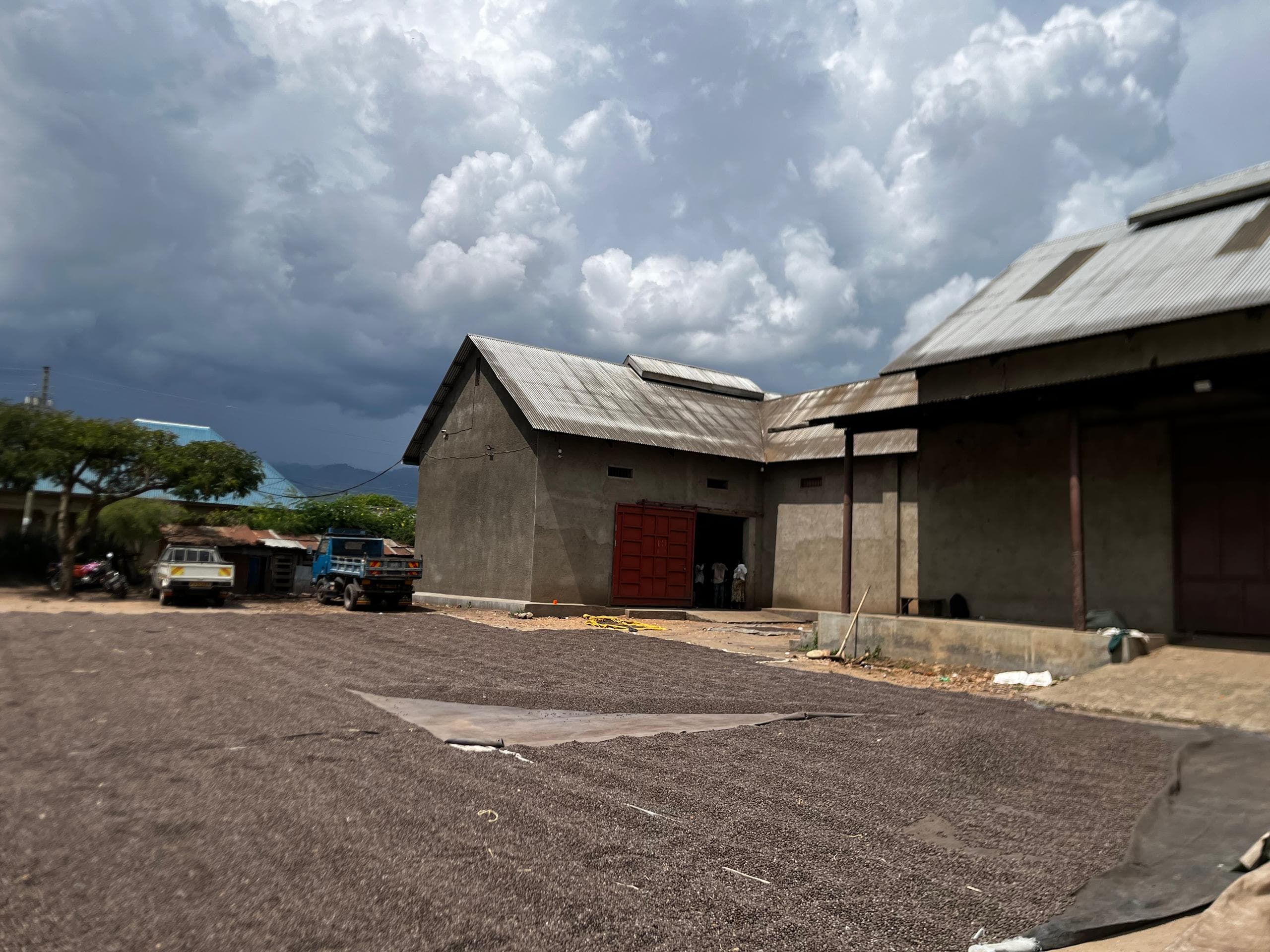 Great Pearl Coffee Farm