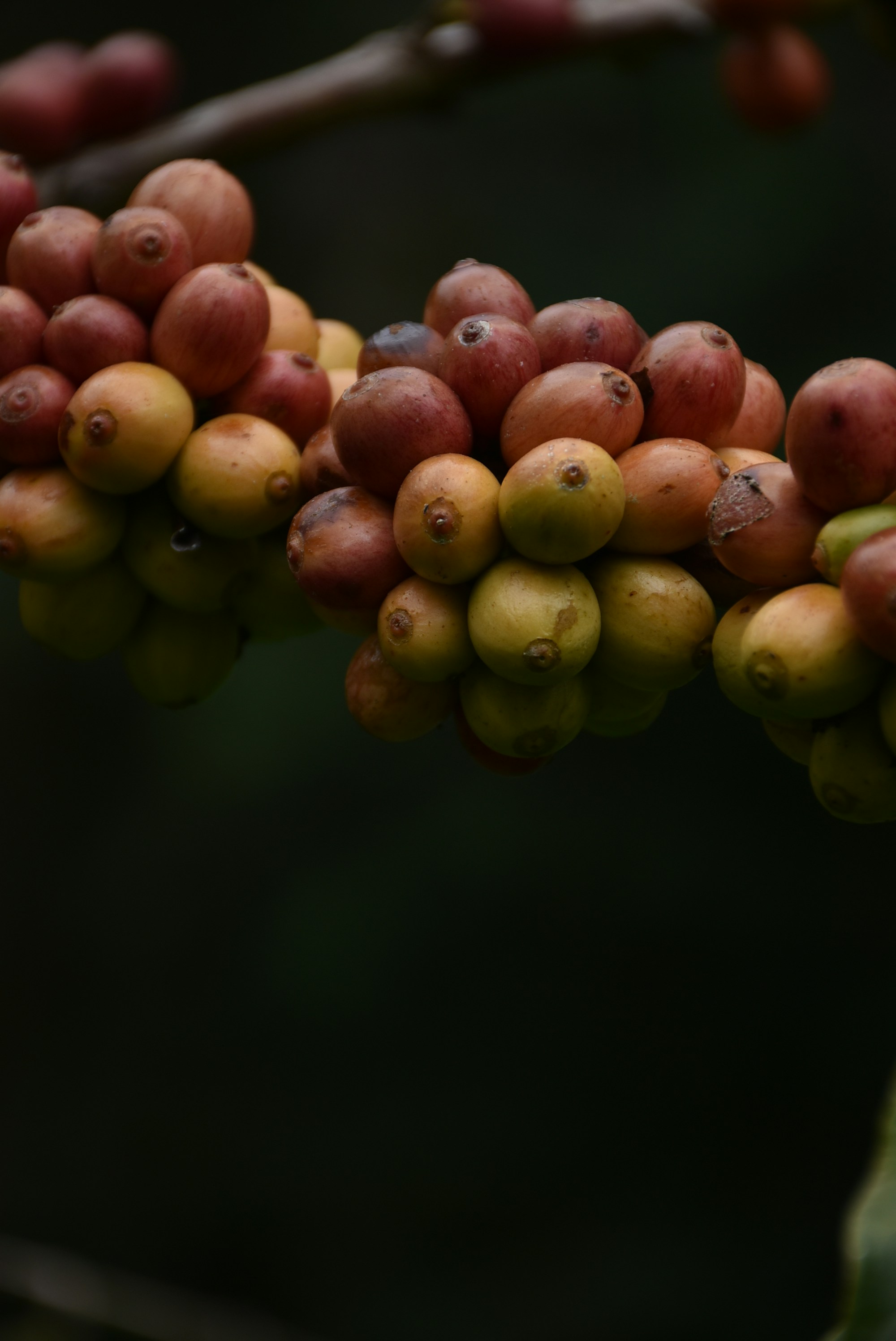 Premium Coffee Beans