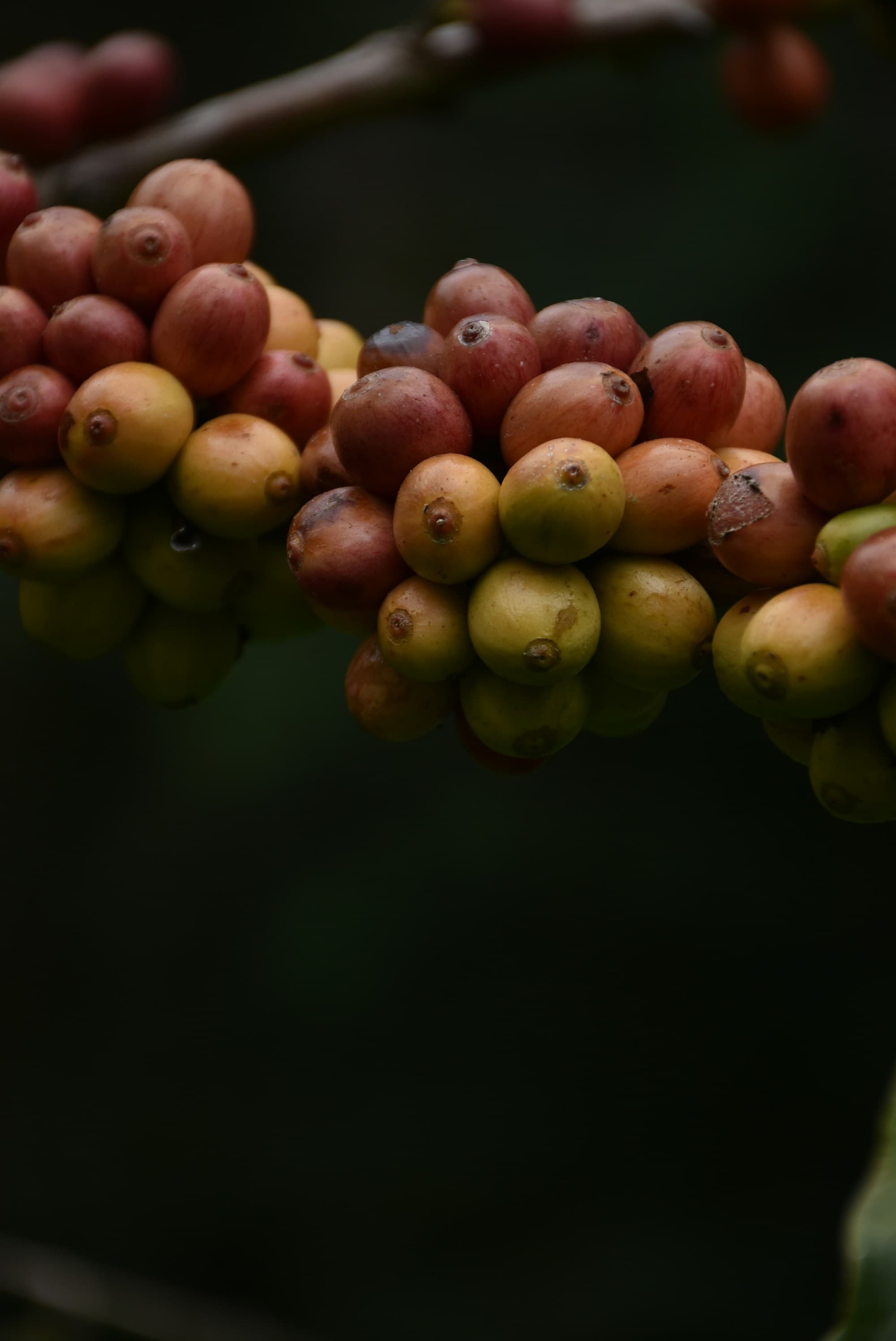 Premium Coffee Beans