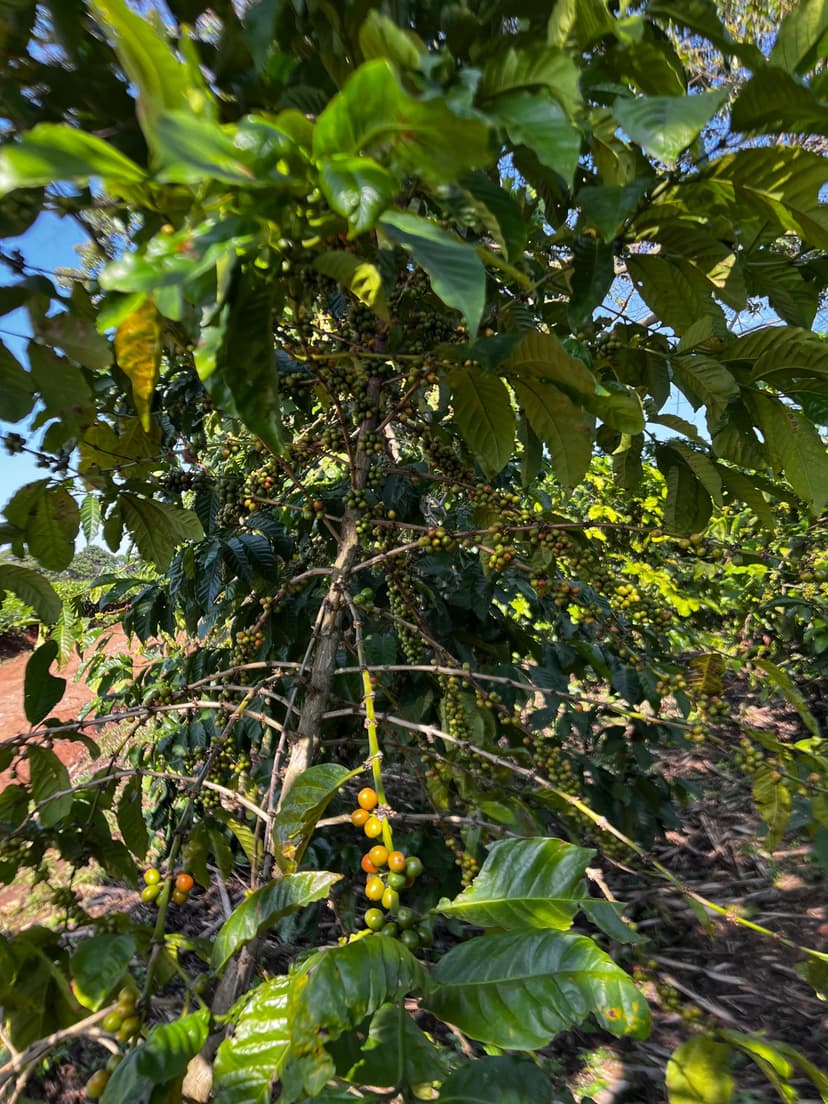 Coffee farm in Kasese